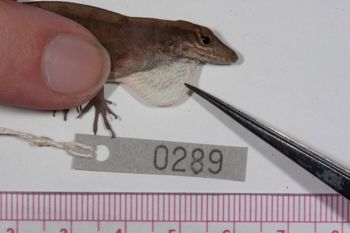 Media type: image;   Herpetology R-186222